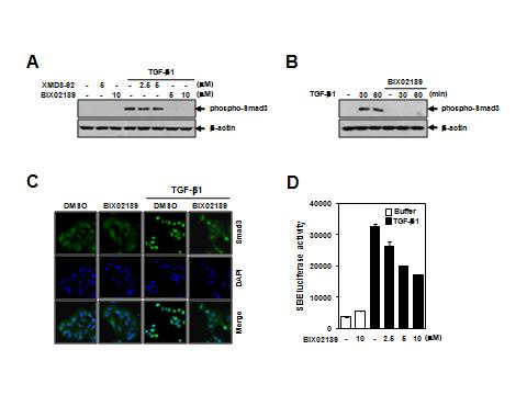 TGF-β1에 의해 유도되는 Smad3 인산화, 핵내로의 이동 및 전사활성에 있어서 BIX02189의 억제효과