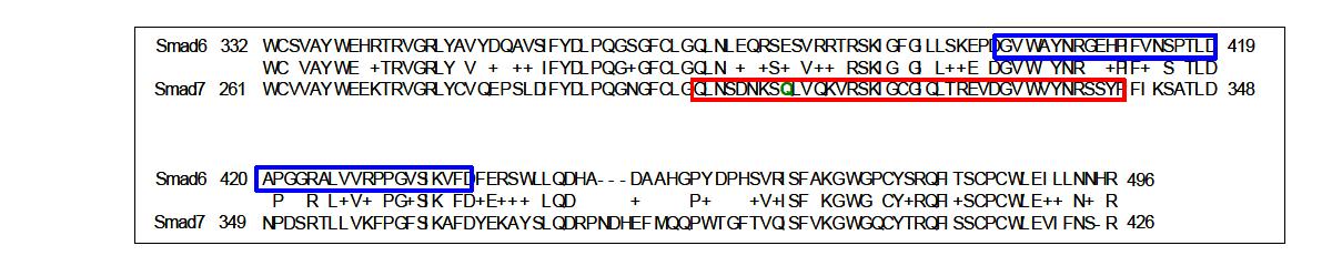 Pellino-1과 결합하는 Smad6 (파란색)와 Smad7 (빨간색) 단백질의 특정 부위