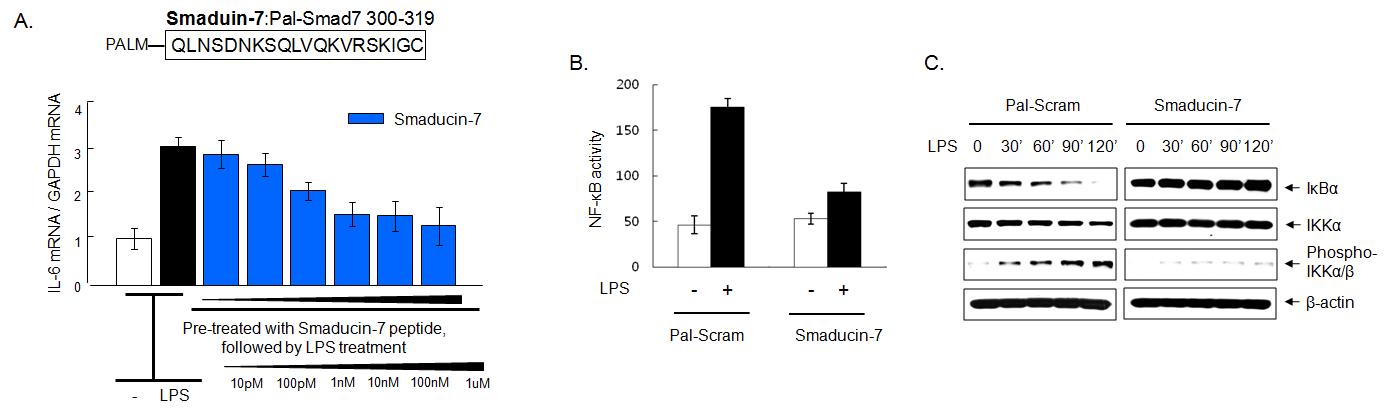 Palmitic acid가 결합된 Smaducin-7의 세포수준에서 염증발현 유전자의 억제 현상 분석