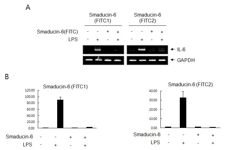 Smaducin-6 (FITC1)과 Smaducin-6 (FITC2)에 의한 LPS 매개 염증성 사이토카인 IL-6의 발현 조절 분석