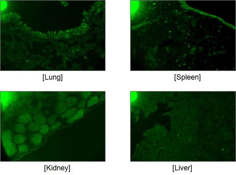 Confocal microscope를 이용한 정상 BALB/c 마우스에서 추출한 장기에서 Smaducin-6(FITC1) 펩타이드의 분포 분석