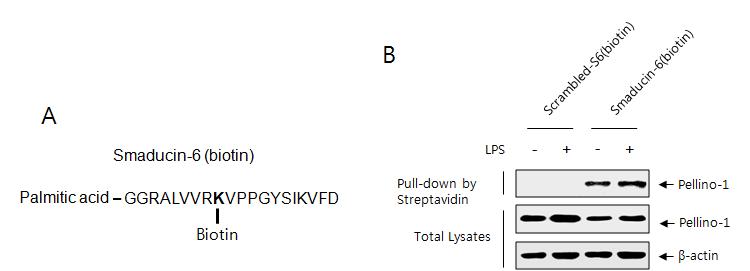 (A ) Smaducin-6(biotin) 펩타이드의 모식도 (B) Raw264.7 세포주에서 Streptavidin pull-down assay를 이용한 Smaducin-6 펩타이드와 endognenous Pellino-1간의 상호작용 분석