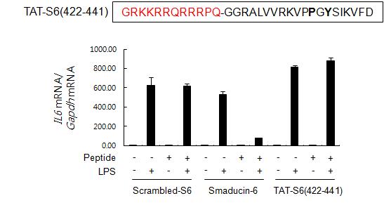 TAT-S6(422-441) 펩타이드의 모식도와 Raw264.7 세포주에서 Scrambled-S6 펩타이드와 Smaducin-6 펩타이드, TAT-S6 (422-441) 펩타이드 처리시 LPS 매개 IL-6 발현 변화 분석