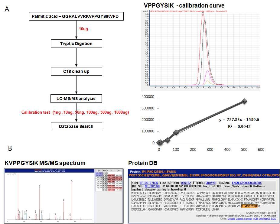 (A ) Smaducin-6 펩타이드의 LC-M S/MS 분석과 Smaducin-6의 양에 따른 calibration curve 도출 (B) MS/MS spectrum을 통한 peak 확인 후 protein database에서 digestion된 sequence인 VPPGY SIK를 확인한 결과