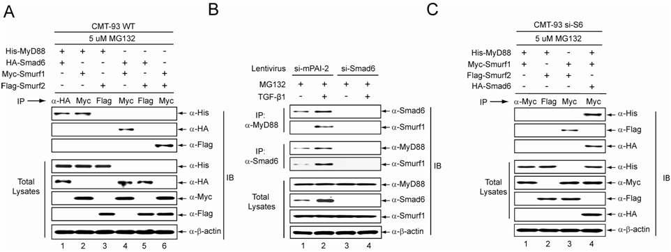 (A ) CMT-93 세포주에서 MyD88, Smad6, Smurf1, Smurf2의 상호작용 분석 (B) 마우스 복강유래 대식세포에서 MyD88, Smad6, Smurf1 endogenous protein 들의 상호작용 분석 (C) Smad6 knock-down CMT-93 세포주에서 M yD88, Smurf1, Smurf2의 상호작용 분석