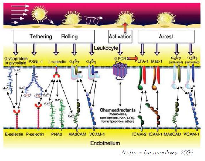 Common trafficking molecules in the multistep cascade