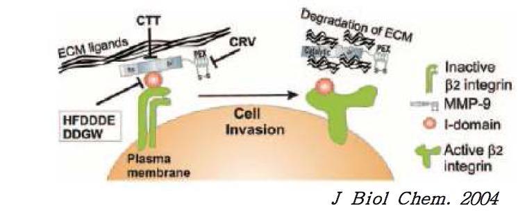 proMMP9/aMb2 complex in PMNs