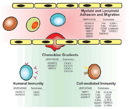 immune function과 관련된 단백질 분해효소들 B reast Cancer R esearch 2008