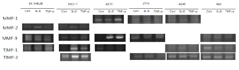 metalloprotease 관련 세포외기질재구성 물질유전자 분석