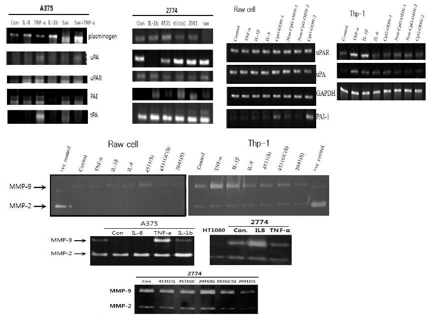 serine protease 관련 세포외기질 재구성물질 유전자 분석