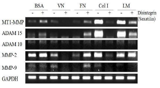 면역세포(THP.1)에서 세포외기질에 의해 조절되는 세포외기질분해소들의 mRNA발현