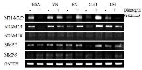 암세포 (MDAH 2774) 에서 세포외기질에 의해 조절되는 세포외기질분해소들의 mRNA발현