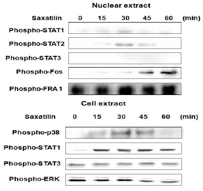 암세포 (MDAH 2774) 에서 디스인테그린 (saxatilin) 에 의해 활성화되어 인산화된 stat,Fos, p-38의 시간에 따른 변화분석