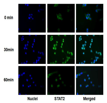 암세포 (MADH 2774)에서 디스인테 그린 (saxatilin) 에 의해 활성화되어 핵내로 이동된 전사조절인자 stat 2의 위치분석