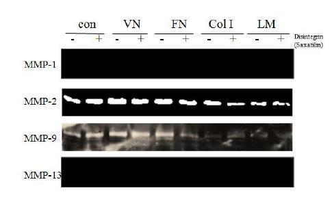 세포외기질 분해효소 MMP-1,2, 9, 13에 대한 활성 분석