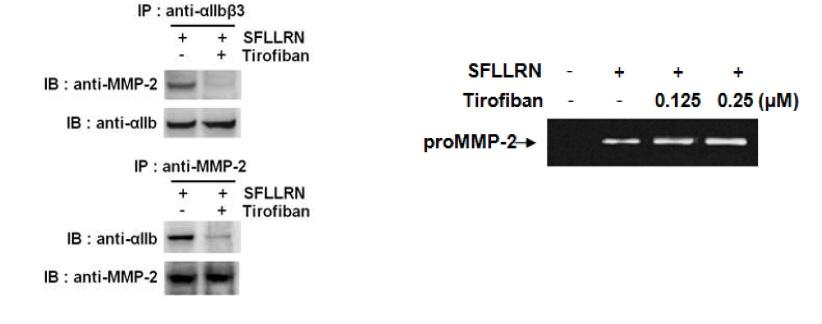 Tirofiban에 의한 인테그린과 세포외기;질분해효소 MMP-2의 결합억제능 분석