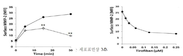 Tirofiban에 의해 제어되는 세포표면상 MMP-2의 변화량④ 세포외기질분해효소 MMP-2가 표재성 CD40L를 수용성 CD40L로 전환시키는 기능 규명