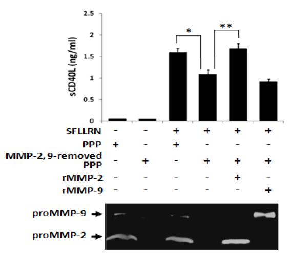 MMP-2와 MMP-9의 활성변화에 따른 수용성CD40L의 변화분석