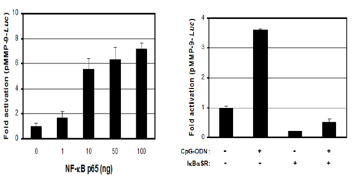 CpG-ODN에 의해 유도되는 MMP-9의 NF-κB에 의한 조절과 제어