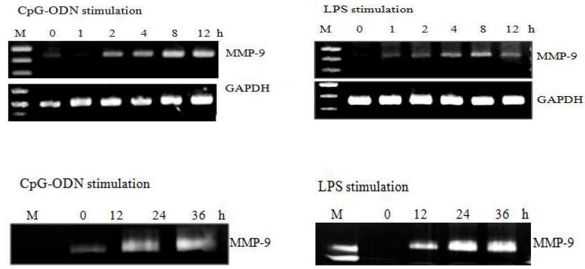 CpG-ODN과 LPS에 의해 증가되는 MMP-9 발현