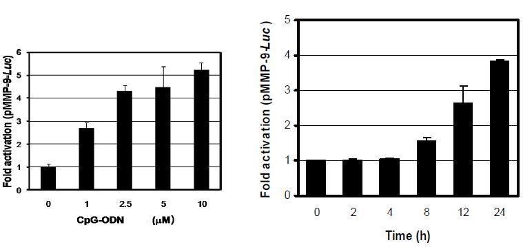 CpG-ODN 농도와 시간의 증가에 따른 MMP-9의 변화