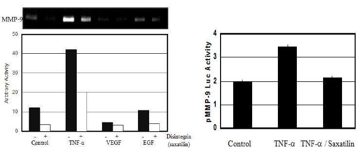 MMP-9의 발현을 촉진하는 면역유도물잘 TNF의 작용을 조절하는 disintegrin의 효과