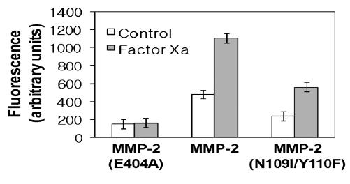 MMP-2의 특정 아미노산 치환에 의한 활성과 발현변화