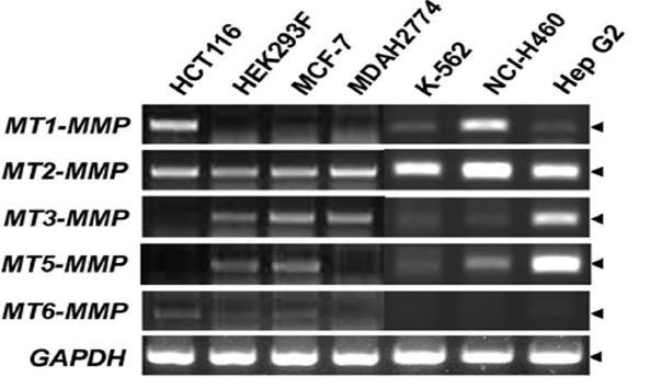 세포종류에 따른 MT1- MT2-,MT3-,MT4-, MT5-, MT6-MMP들의 발현