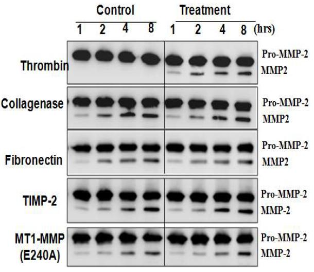 MMP-2를 활성화시키는 요인들 분석
