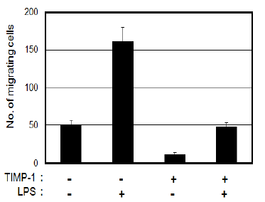 면역유도물질 LPS에 의한 세포이동성의 증가와 TIMP-1에 의한 억제