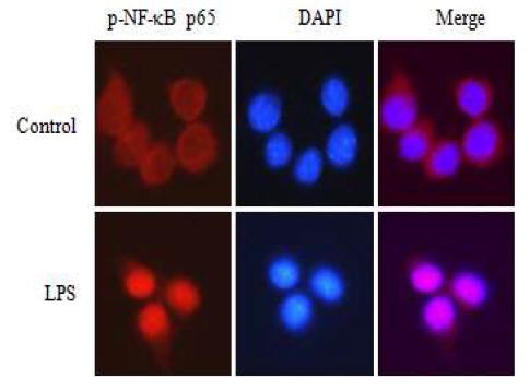 면역유도물질에 의해 활성화되는 전사조절인자인 NF-κB의 이동성확인 시스템