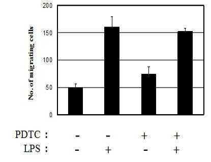 면역유도물질 LPS에 의한 세포이동성의 측정과 PDTC에 의한 억제