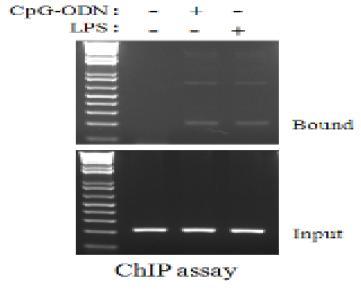 Chip assay를 이용한 면역유도물질 LPS와 CpG-ODN에 의한 세포외기질분해효소발현측정