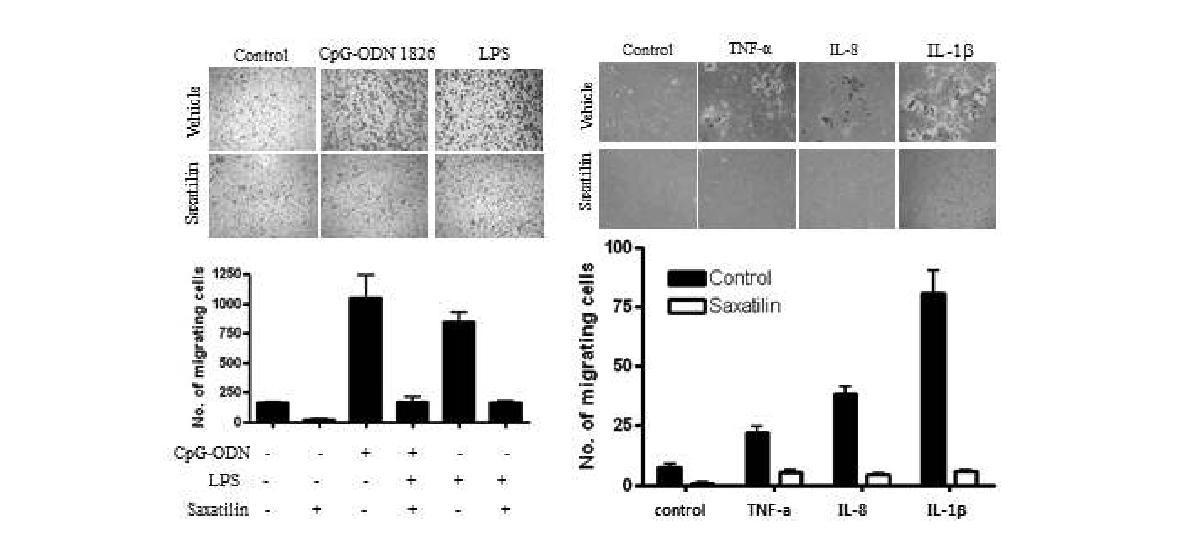 면역반응 유도물질 LPS와 CpG-ODN에 의한 세포이동성과 디스인테그린 (saxatilin)에 의한 조절효과