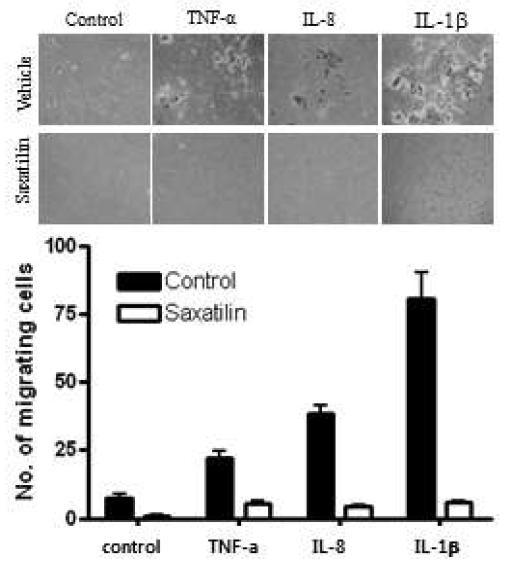 면역반응 유도물질 TNF-a, IL-1b, LPS와 CpG-ODN에 의한 세포이동성과 디스인테그린 (saxatilin)에 의한 조절효과