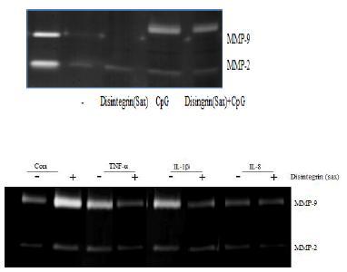 면역반응 유도물질에 의해 이동성이 증가되는 면역세포에서 세포외기질효소 MMP-9의 활성과 디스인테그린을 이용한 조절
