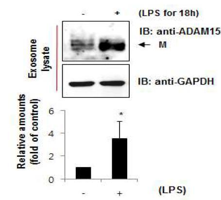 면역반응 유도물질 LPS에 의해 면역대식세포로부터 분비되는 미세소낭성 ADAM15 (exsosomal ADAM15)