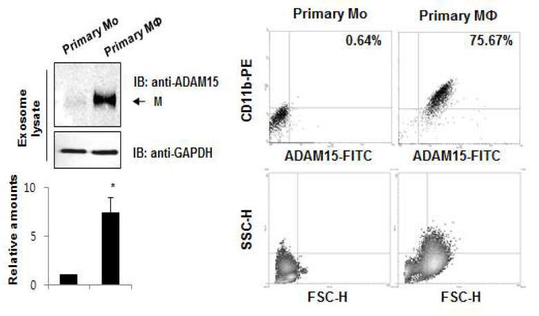 사람 원시대식세포부터 분비된 미세소낭성 ADAM15