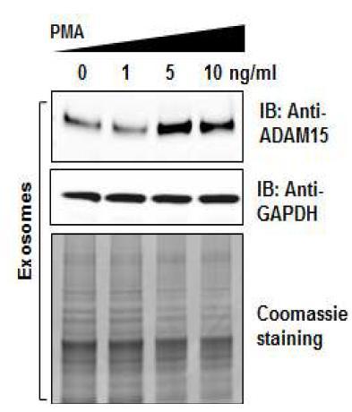 PMA농도에 의존하여 분비가 증가되는 미세소낭성 ADAM15