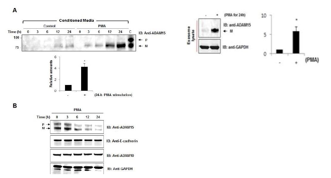 과발현벡터와 PMA에 의해 세포표면에서 분비증가되는 미세소낭성 ADAM15