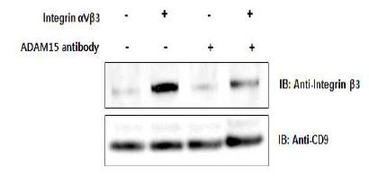 인테그린과 ADAM15간의 결합 확인