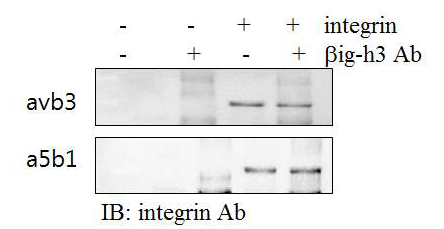 βig-h3와 인테그린간의 결합