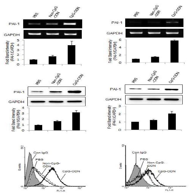면역반응 유도물질 CpG에 의해 발현조절되는 신규인자 PAI-1의 유전자 (위), 단백질 (가운데), 세포표면(아래) 발현 조절