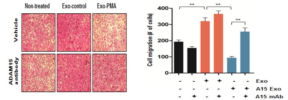 PMA-induced exosomal ADAM15에 의한 세포이동 억제활성과 antagonist anti-ADAM15 Ab에 의한 exosomal ADAM15의 활성제어