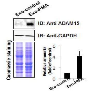 PMA에 의한 exosomal ADAM15의 증가