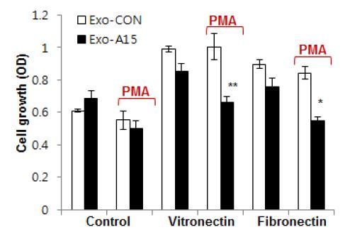 Exosomal ADAM15의 세포성장 제어 활성과 이러한 활성의 세포외기질 vitronectin과 fibronectin에 대한 세포외기질 특이성