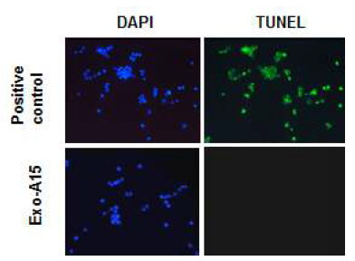 Exosomal ADAM15의 cell viability에 미치는 영향