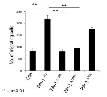 RAW264.7 cells에서 macrophage-derived PAI-1와 mutant Macrophage-derived PAI-1 의 세포이동 증가활성