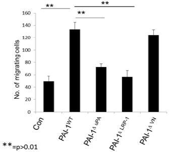 U937 cells에서 macrophage-derived PAI-1와 mutant Macrophage-derived PAI-1 의 세포이동 증가활성