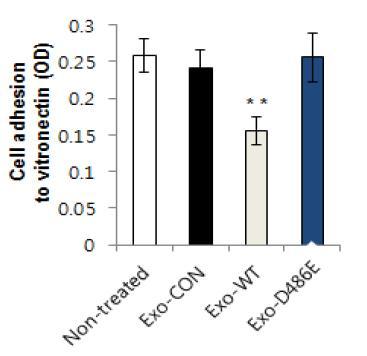 Wild type exosoaml ADAM15와 RGD motif - containing disintegrin like domain mutanat Exo- D486E, metalloproteinase activity domian mutant Exo-E350A에서 vitronectin에 따른 세포부착저해 비교